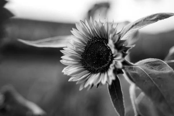 Zbliżenie Słonecznika Czerni Bieli — Zdjęcie stockowe