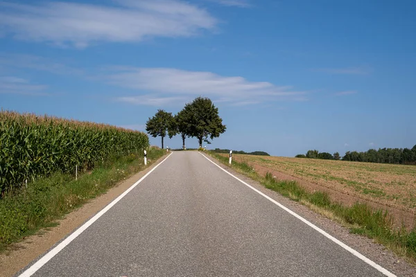 Camino Campo Con Campo Maíz Lado Árboles Primer Plano Cielo —  Fotos de Stock