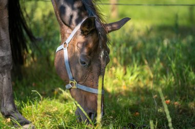 Kahverengi kısrak güneşli bir günde çayırda otluyor. 