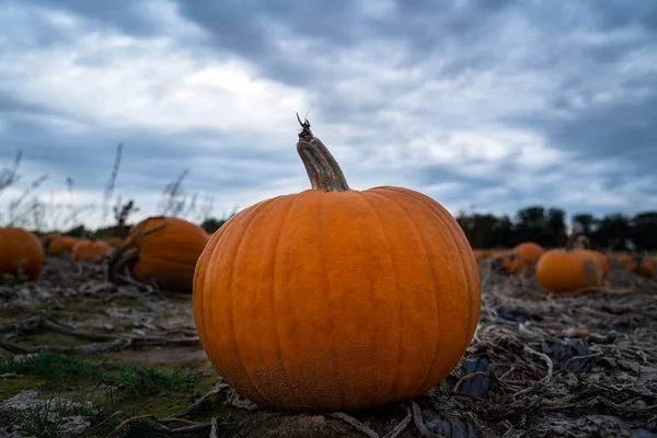 Calabaza Naranja Campo Con Cielo Nublado Fondo Una Tarde Otoño — Foto de Stock