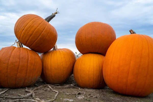 Calabazas Fila Apiladas Una Encima Otra Campo Con Cielo Nublado —  Fotos de Stock