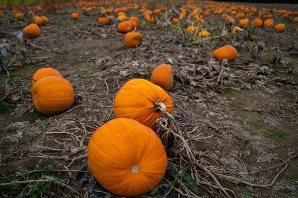 Muchas Calabazas Naranjas Campo Una Fría Tarde Otoño — Foto de Stock