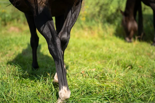Black Horses Legs Meadow — Stock Photo, Image