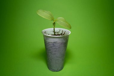 Baharda beyaz plastik bardak ve yeşil arka planla bir haftalık salatalık bitkisi.