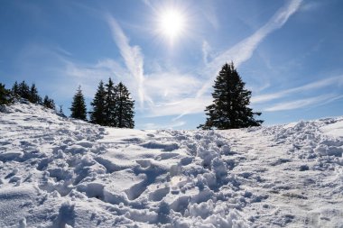 Karlı dağ, köknar ağaçları ve mavi gökyüzünde parlak bir güneş.