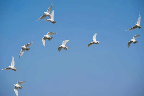 Group White Doves While Flying Blue Sky Royalty Free Stock Images
