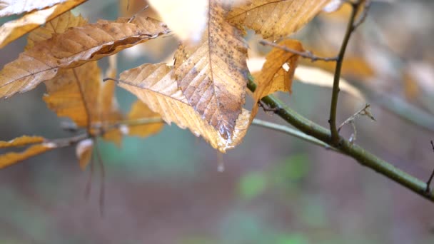 Braune Nasse Blätter Auf Einem Ast Nach Dem Regen Wald — Stockvideo