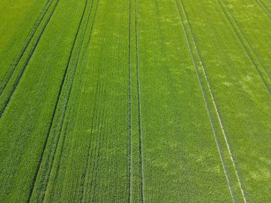 Aerial view of a green growing wheat field in spring