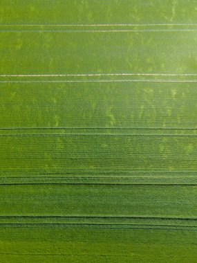 Aerial view of a green growing wheat field with lanes on a sunny spring day in vertical format