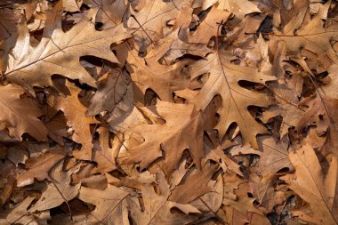 Background with brown oak leaves on the ground on a sunny autumn day