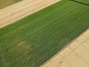 View from above of a growing cornfield between wheat fields on a sunny day in July