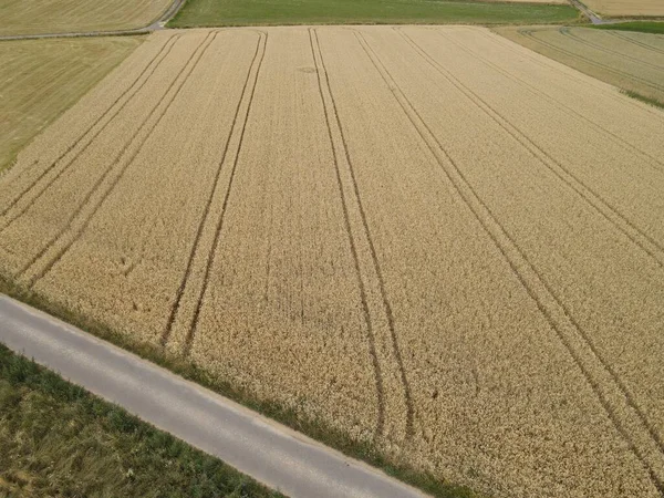 Blick Von Oben Auf Ein Weizenfeld Mit Linien Sommer — Stockfoto