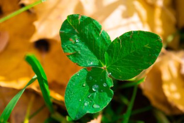 Ormandaki bir taşın arka planında otlar