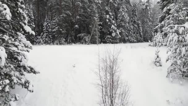 雪に覆われたクリスマス冬の森、空の景色. — ストック動画