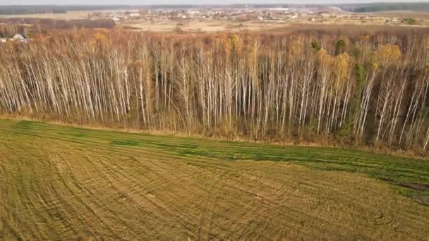 Vackra gulnade björkar vid kanten av fältet, flygfoto. — Stockvideo
