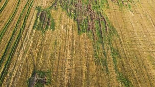 Lindos, retos, sulcos amarelo-verdes em um campo agrícola, vista aérea. — Vídeo de Stock