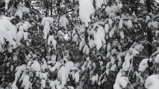 Різдвяний зимовий ліс свято вкритий снігом, вид з повітря . — стокове відео