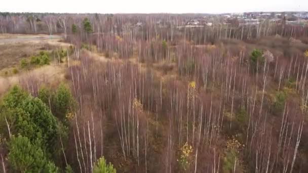 Voando sobre bétulas altas com folhas caídas, vista aérea. — Vídeo de Stock