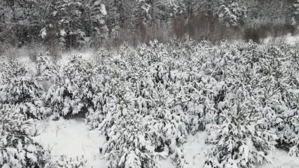 Christmas trees in the field are fantastically covered with snow, aerial view. — Stock Video