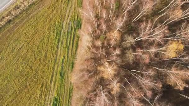 Tops de árvores com folhas descartadas, na borda do campo, vista aérea. — Vídeo de Stock