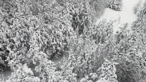 Nouvel An forêt d'hiver est curieusement recouvert de neige, vue aérienne. — Video