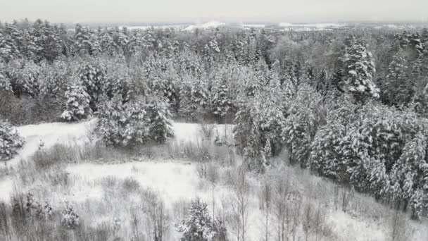 Vánoční zimní les kompletně pokrytý sněhem, letecký pohled. — Stock video