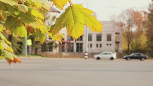 Ветка с желтыми кленовыми листьями на переднем плане, ветер. — стоковое видео