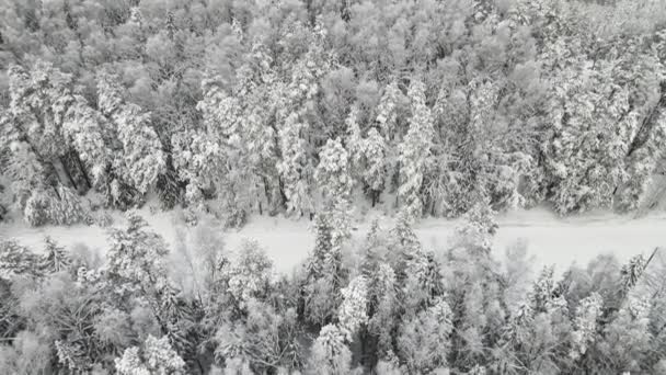 Efektivně zasněžený zimní les v chladném počasí, letecký výhled. — Stock video