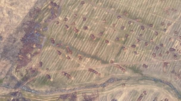 Roztroušené kulaté hromady hnoje na zemědělském poli, letecký pohled. — Stock video