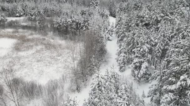 Majestätisk snötäckt vinterskog, flygutsikt. — Stockvideo