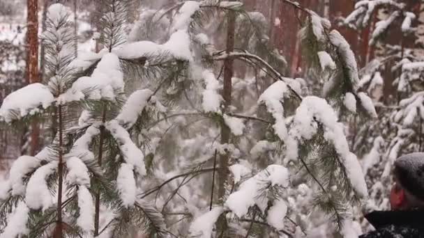 Snö faller långsamt från frusna, gröna grenar av granar. — Stockvideo