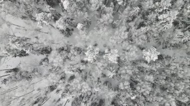 Tamamen karla kaplı kış ormanı serin hava, hava manzarası.