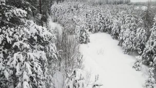 Mysterieus besneeuwd winterbos bij koel weer, uitzicht vanuit de lucht. — Stockvideo