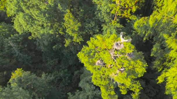 Vista dall'alto del volo di aironi grigi verso i nidi illuminati dal sole. — Video Stock