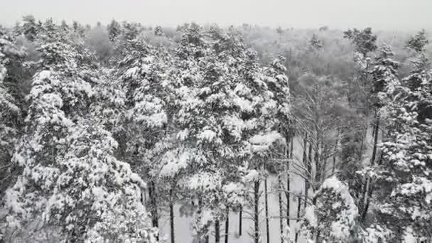 Zimowy las pokryty śniegiem w chłodnej pogodzie, widok z powietrza. — Wideo stockowe
