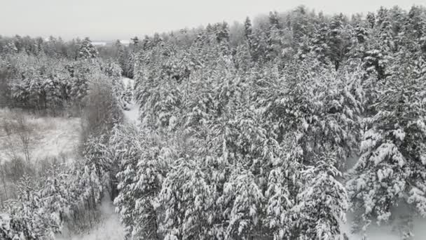 Снежный зимний лес, вид с воздуха. — стоковое видео