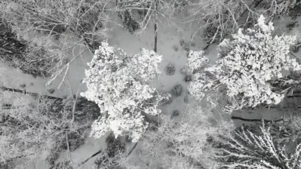 Prachtig besneeuwd winterbos bij koel weer, uitzicht vanuit de lucht. — Stockvideo