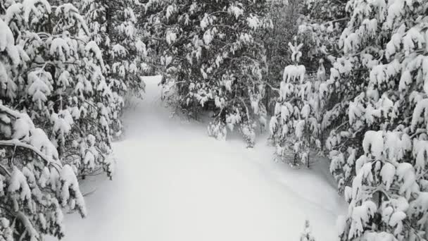 Feestelijke winter besneeuwd bos bij koel weer, uitzicht vanuit de lucht. — Stockvideo