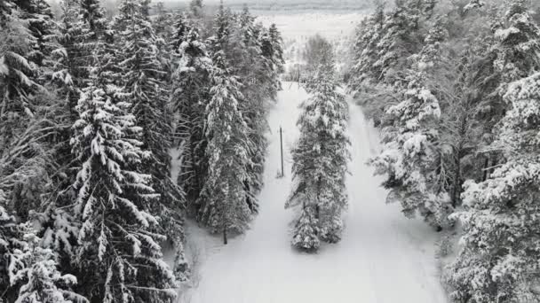 Neobvykle zasněžený zimní les v chladném počasí, letecký výhled. — Stock video