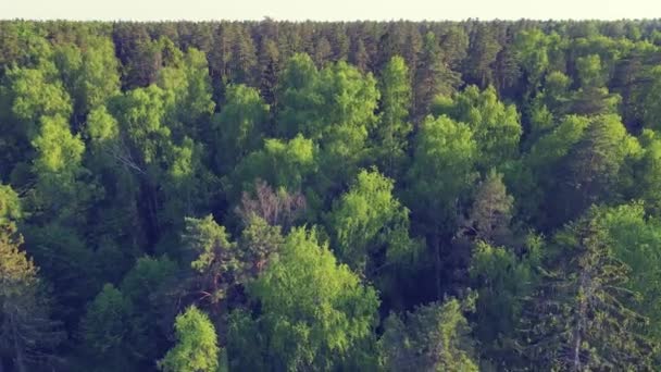 Široké volné plochy lesa, vysoké jehličnany, letecký výhled. — Stock video