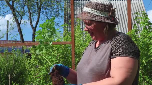 Vrouw inspecteert het houden van een jonge roos boompje in haar handen en glimlacht. — Stockvideo