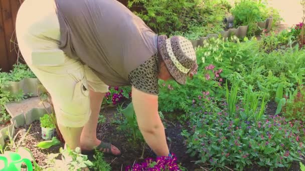 Женщина наклоняется и сажает молодой розовый куст в яму. — стоковое видео
