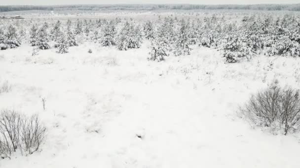 Beau champ d'hiver avec jeunes sapins, vue aérienne. — Video