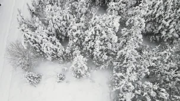 Zajímavě zasněžený zimní les v chladném počasí, letecký výhled. — Stock video