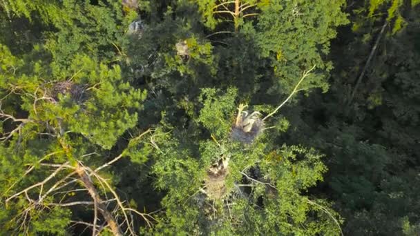 Panorama de copas de árboles, nidos de garzas grises con polluelos. — Vídeos de Stock