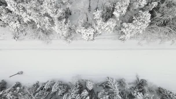 涼しい天気の雪に覆われた冬の森、空中ビュー. — ストック動画