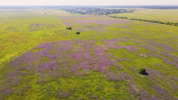 Pohled shora na nekonečné pole s fialovými květy a zelenou trávou. — Stock video