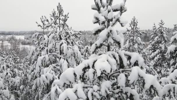 Άφθονο χιονισμένο δάσος χειμώνα σε δροσερό καιρό, εναέρια άποψη. — Αρχείο Βίντεο