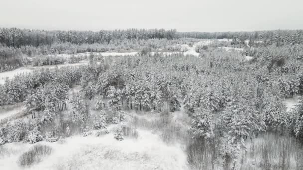 Majestátně zasněžený zimní les za chladného počasí, letecký pohled. — Stock video