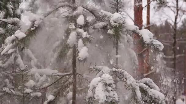 Beyaz kar, köknar ağaçlarının donmuş, yeşil dallarından yavaşça düşüyor.. — Stok video